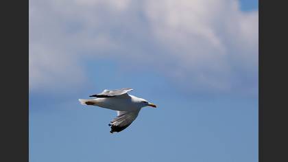 Gümüş martı » Yellow-legged Gull » Larus michahellis