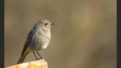 Kara kızılkuyruk » Black Redstart » Phoenicurus ochruros