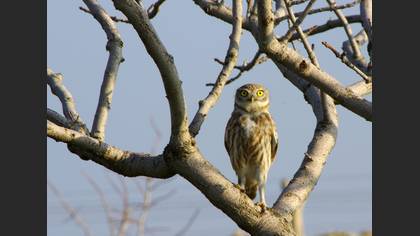 Kukumav » Little Owl » Athene noctua