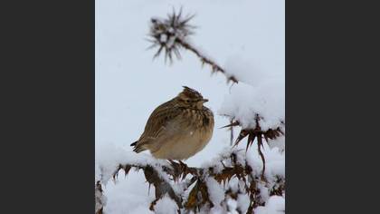 Tepeli toygar » Crested Lark » Galerida cristata