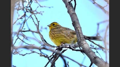 Sarı kirazkuşu