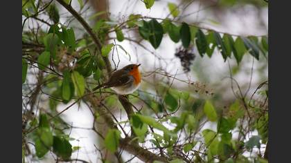 Kızılgerdan » European Robin » Erithacus rubecula