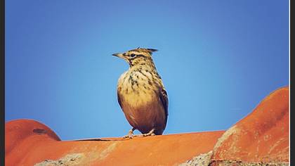 Tepeli toygar » Crested Lark » Galerida cristata