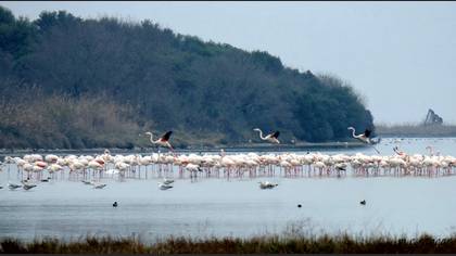 Flamingo