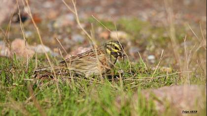 Bahçe kirazkuşu » Cirl Bunting » Emberiza cirlus