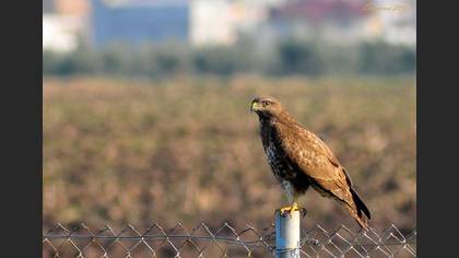 Şahin