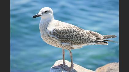 Gümüş martı » Yellow-legged Gull » Larus michahellis