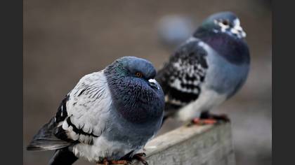 Kaya güvercini » Rock Dove » Columba livia
