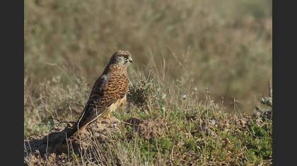 Küçük kerkenez » Lesser Kestrel » Falco naumanni