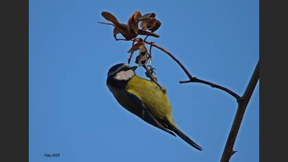 Mavi baştankara » Eurasian Blue Tit » Cyanistes caeruleus