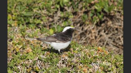 Keşiş kuyrukkakanı » Hooded Wheatear » Oenanthe monacha
