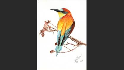 Arıkuşu » European Bee-eater » Merops apiaster