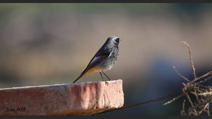 Kara kızılkuyruk » Black Redstart » Phoenicurus ochruros