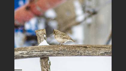 Tepeli toygar » Crested Lark » Galerida cristata