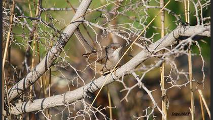 Maskeli ötleğen » Sardinian Warbler » Sylvia melanocephala