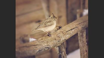 Tepeli toygar » Crested Lark » Galerida cristata