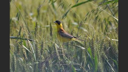 Karabaşlı kirazkuşu » Black-headed Bunting » Emberiza melanocephala