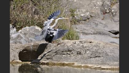 Gri balıkçıl » Grey Heron » Ardea cinerea