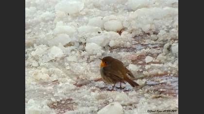 Kızılgerdan » European Robin » Erithacus rubecula