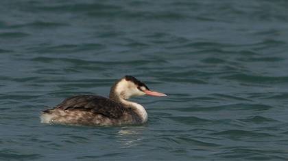 Bahri » Great Crested Grebe » Podiceps cristatus
