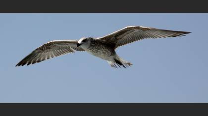 Gümüş martı » Yellow-legged Gull » Larus michahellis