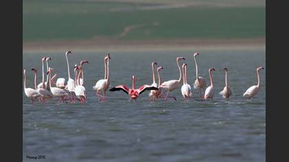 Küçük flamingo