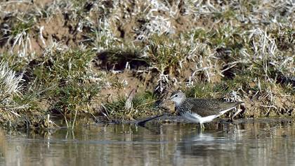 Yeşil düdükçün » Green Sandpiper » Tringa ochropus