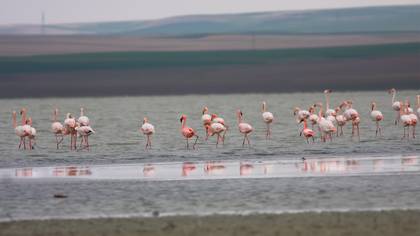 Küçük flamingo