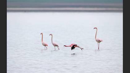 Küçük flamingo
