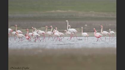 Küçük flamingo