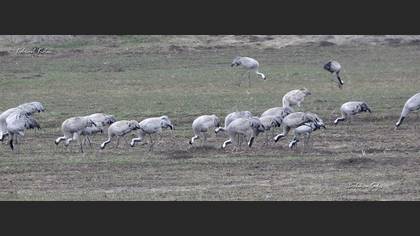 Turna » Common Crane » Grus grus