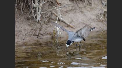 Ak kuyruksallayan » White Wagtail » Motacilla alba