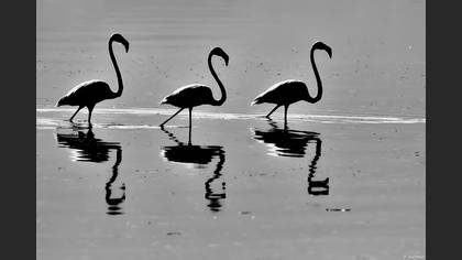 Flamingo