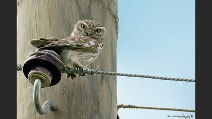 Kukumav » Little Owl » Athene noctua