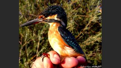Yalıçapkını » Common Kingfisher » Alcedo atthis