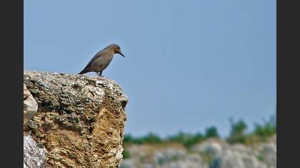 Gökardıç