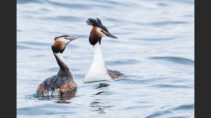 Bahri » Great Crested Grebe » Podiceps cristatus