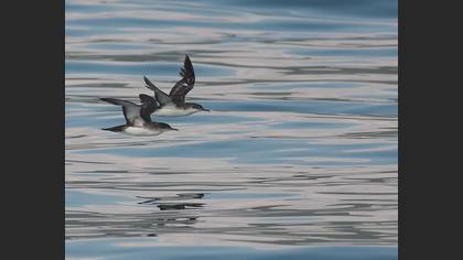 Yelkovan » Yelkouan Shearwater » Puffinus yelkouan