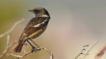 Taşkuşu » European Stonechat » Saxicola rubicola