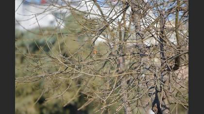 Kızılgerdan » European Robin » Erithacus rubecula