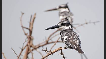 Alaca yalıçapkını » Pied Kingfisher » Ceryle rudis
