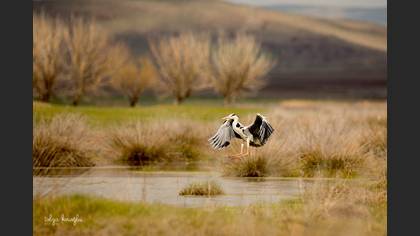 Gri balıkçıl » Grey Heron » Ardea cinerea