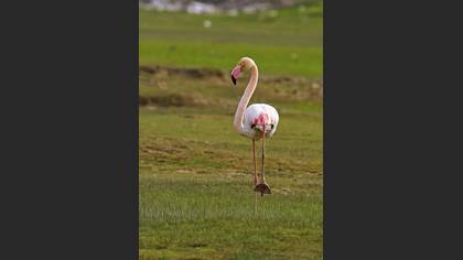 Flamingo