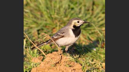 Ak kuyruksallayan » White Wagtail » Motacilla alba