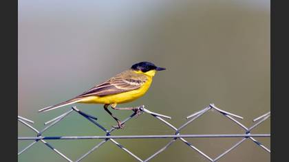 Sarı kuyruksallayan » Western Yellow Wagtail » Motacilla flava
