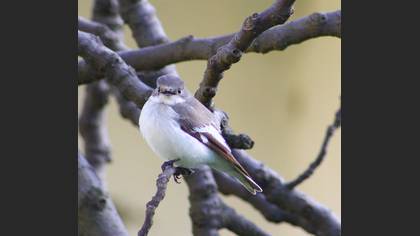 Alaca sinekkapan » Semicollared Flycatcher » Ficedula semitorquata