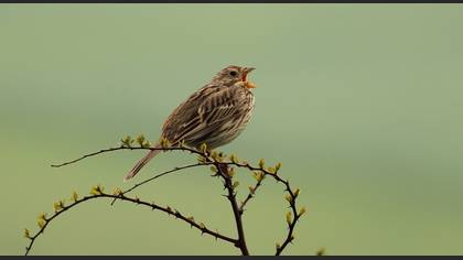 Tarla kirazkuşu