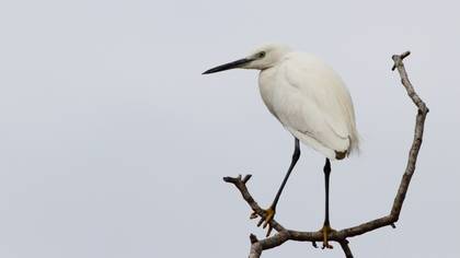 Küçük ak balıkçıl » Little Egret » Egretta garzetta