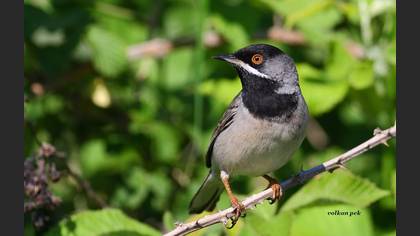 Karaboğazlı ötleğen » Rüppell`s Warbler » Sylvia ruppeli