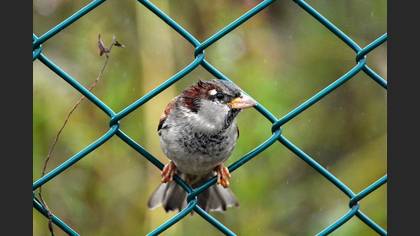 Serçe » House Sparrow » Passer domesticus